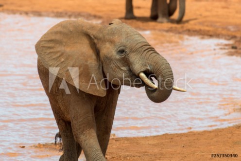 Bild på Elephant in water National park of Kenya